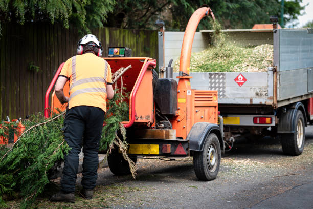 Professional Tree Service in Frenchtown, MT